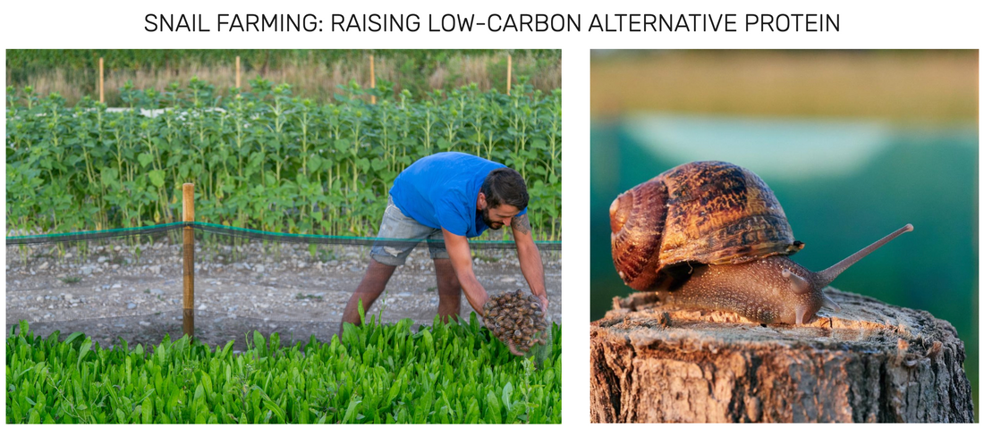 SNAIL FARMING: RAISING LOW-CARBON ALTERNATIVE PROTEIN